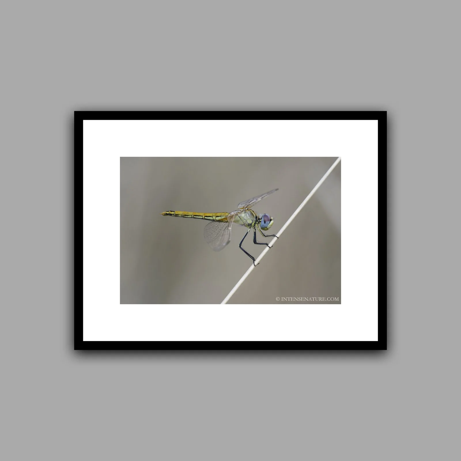 Sympetrum fonscolombii