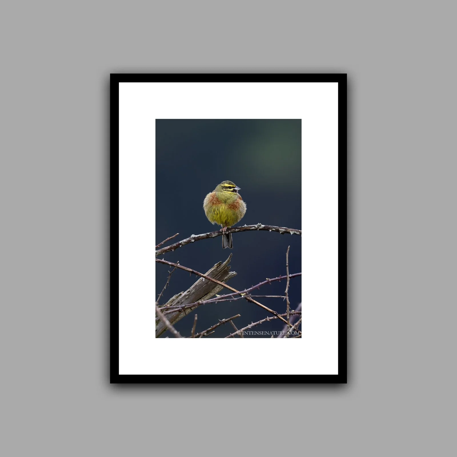Emberiza cirlus