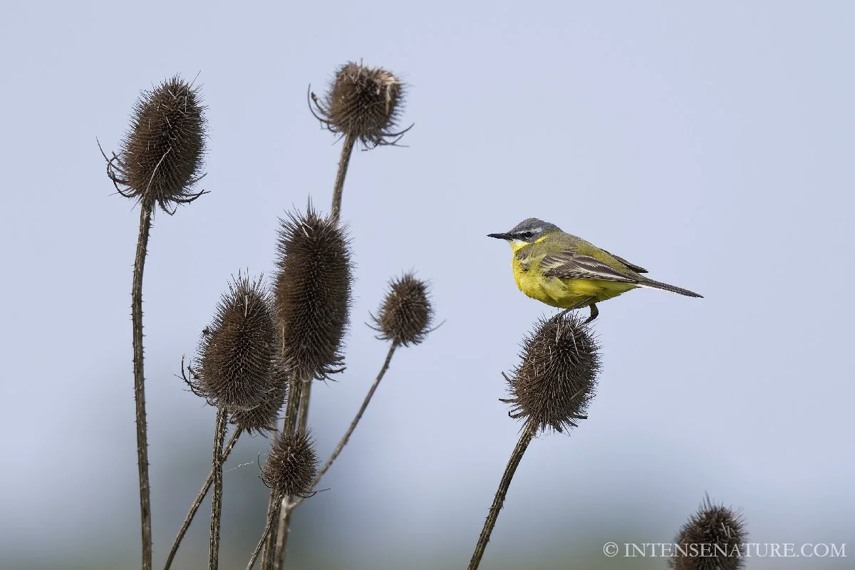 Motacilla flava