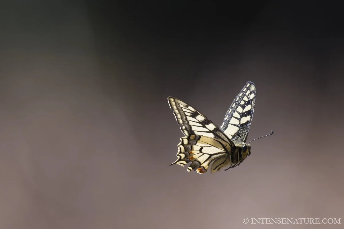 Tirage d'art papillon Grand Porte-Queue (Papilio machaon) en plein vol - Intense Nature