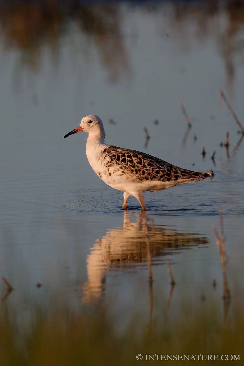 Tirage d'art Chevalier combattant blanc (Calidris pugnax) - Intense Nature