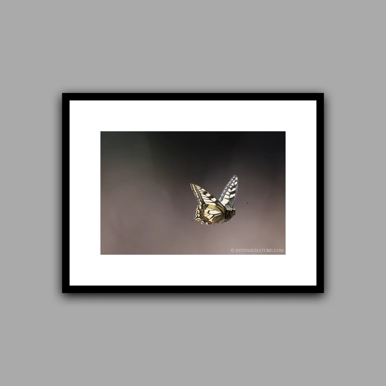 Papilio machaon (II)