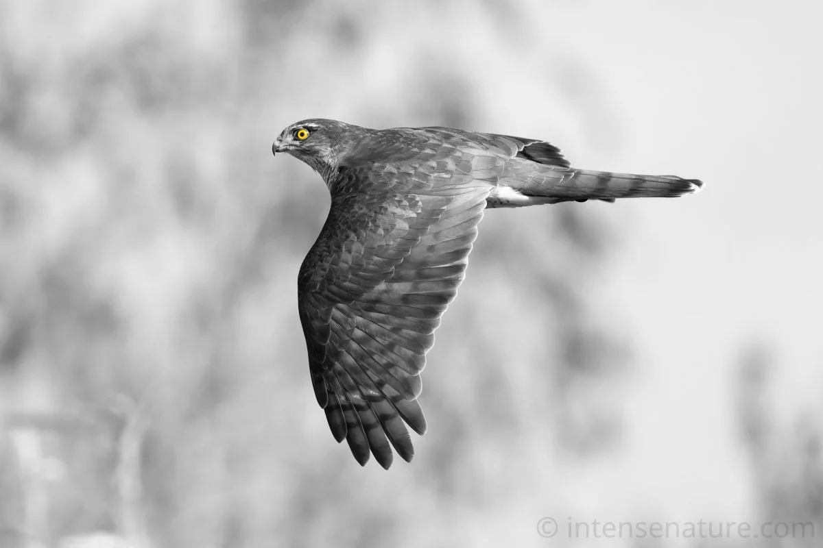 Accipiter nisus