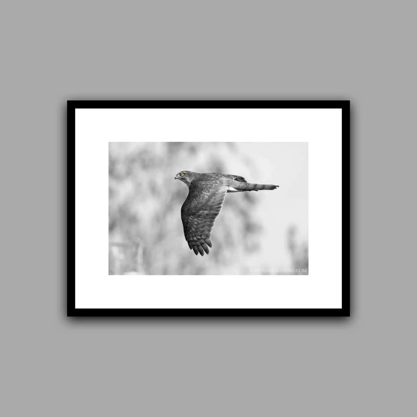 Accipiter nisus