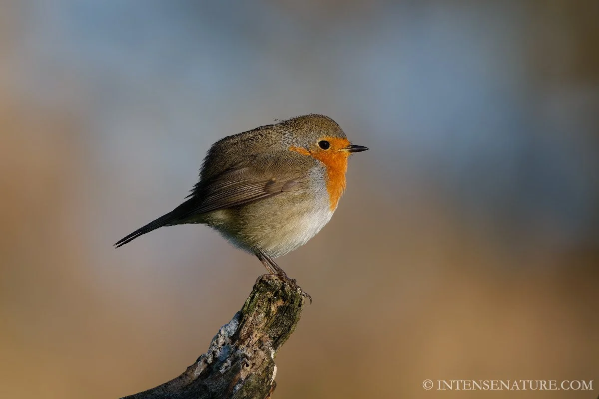 Tirage d'art Rouge-gorge (Erithacus rubecula) - Intense Nature