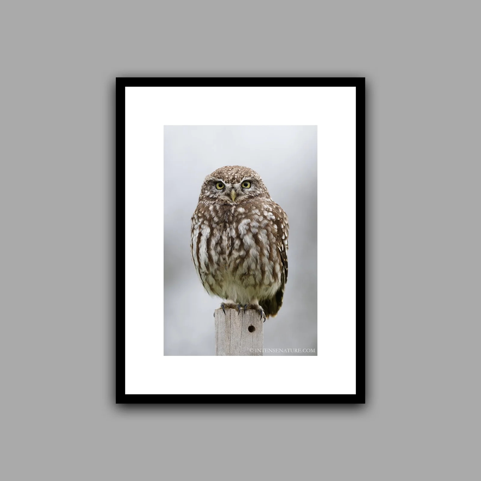 Athene noctua (III)