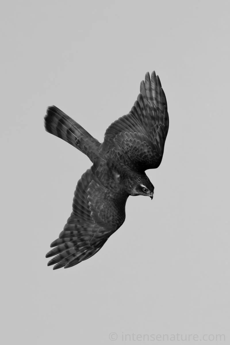Accipiter Nisus