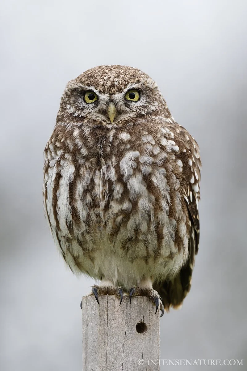 Tirage d'art rapace nocturne Chouette chevêche (Athene noctua) en pose - Intense Nature