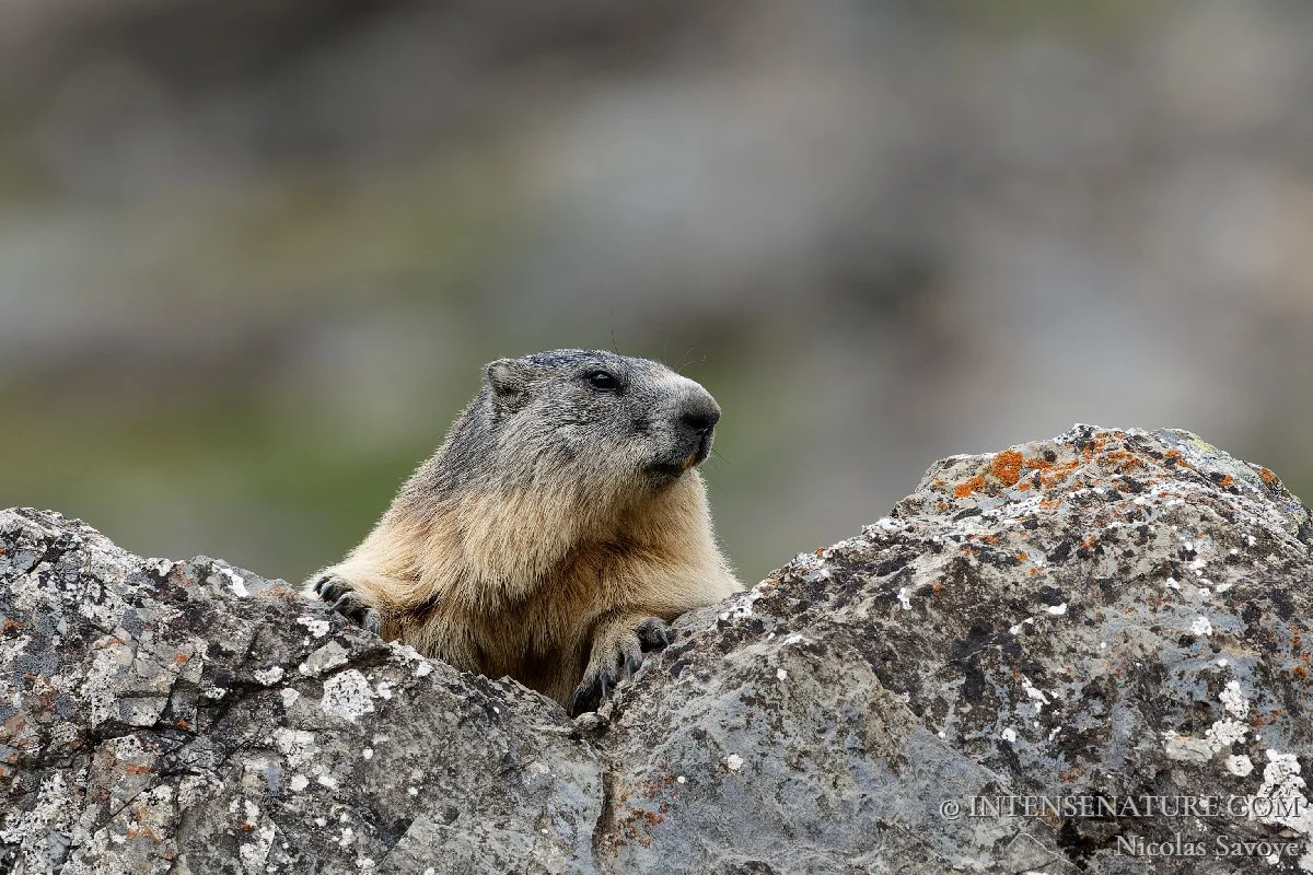 Marmota