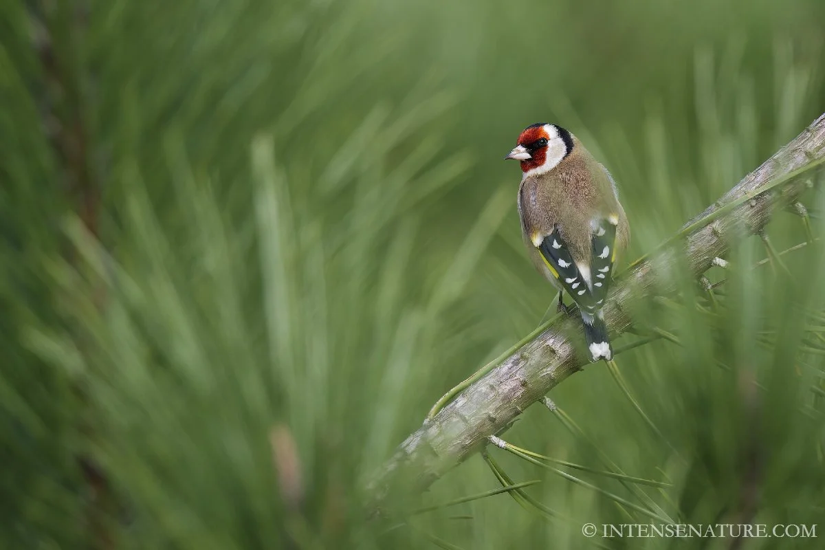 Tirage d'art Chardonneret élégant (Carduelis carduelis) - Intense Nature