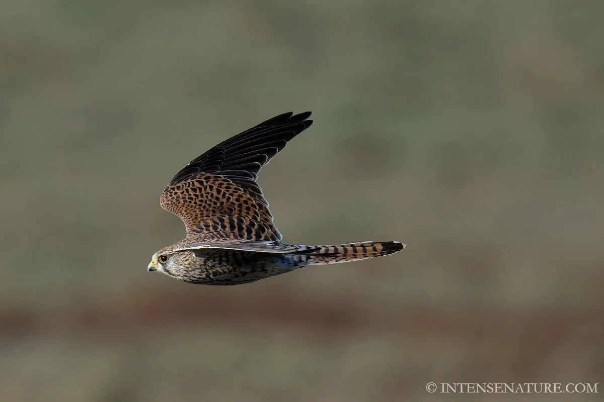 Falco tinnunculus