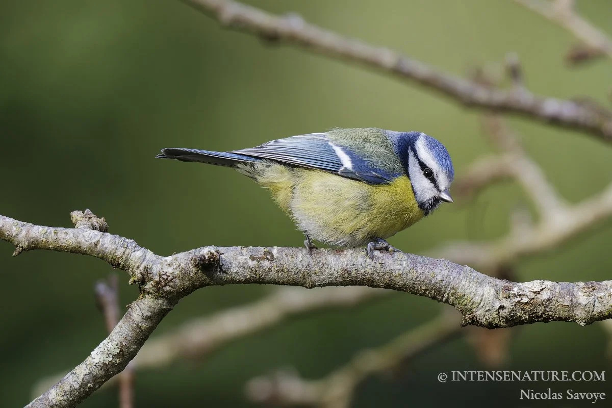 Cyanistes caeruleus
