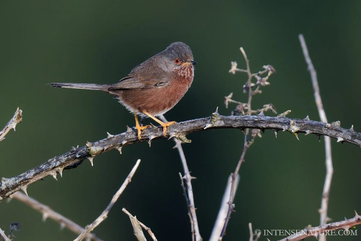 Curruca undata (II)