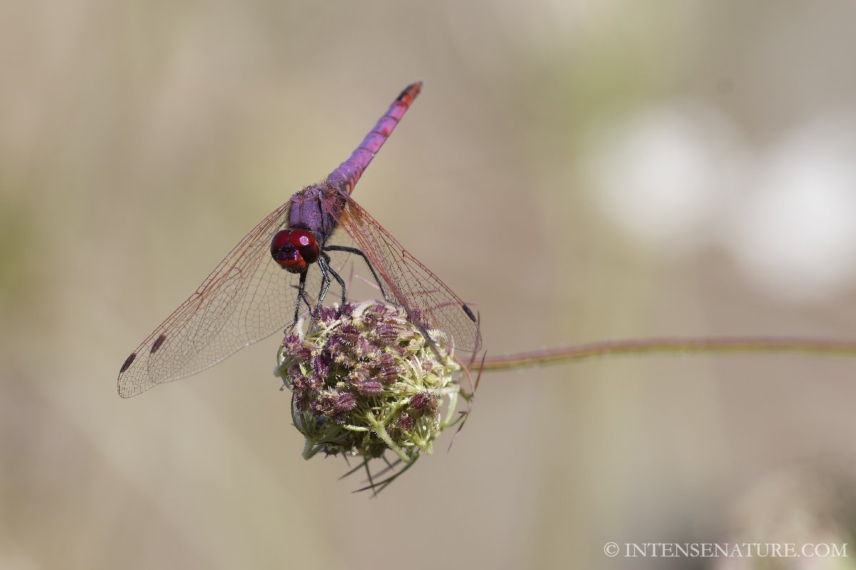 Tirage d'art libellule Trithemis pourpré (Trithemis annulata) violette sur une fleur - Intense Nature