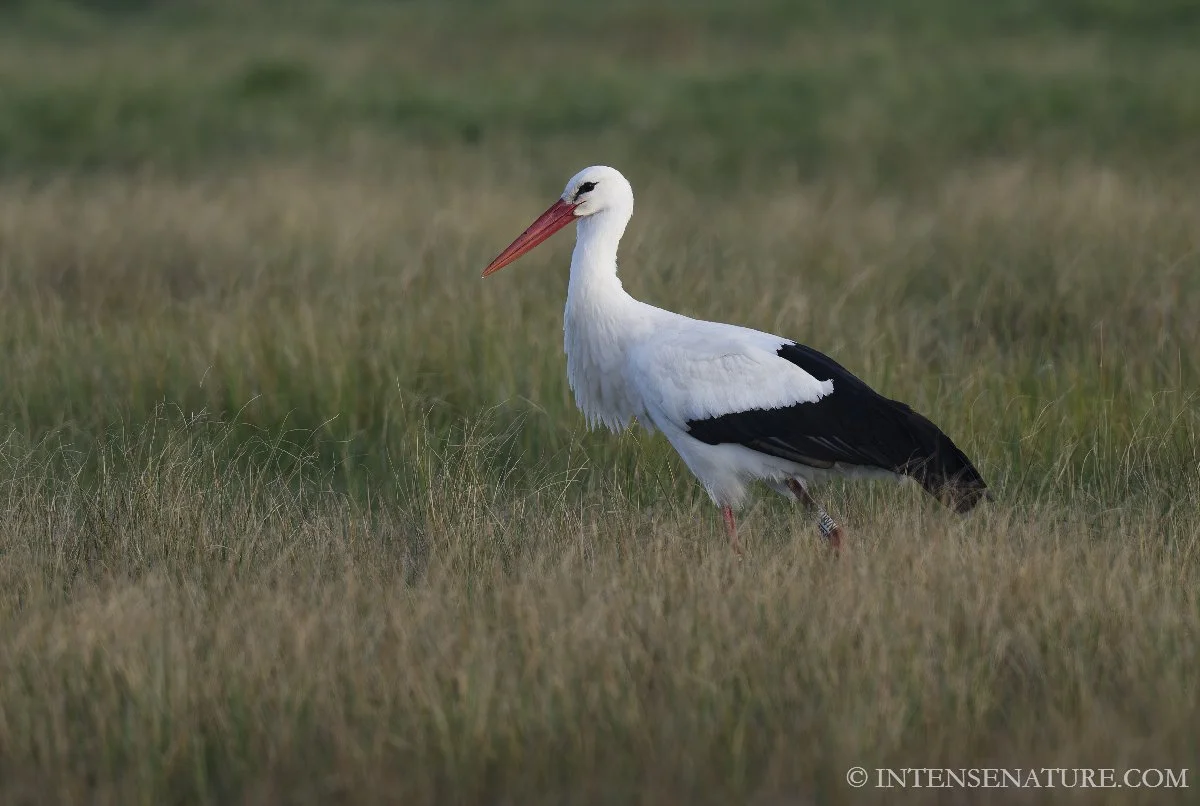Tirage d'art oiseau Cigogne blanche (Ciconia ciconia) marchant dans les herbes - Intense Nature