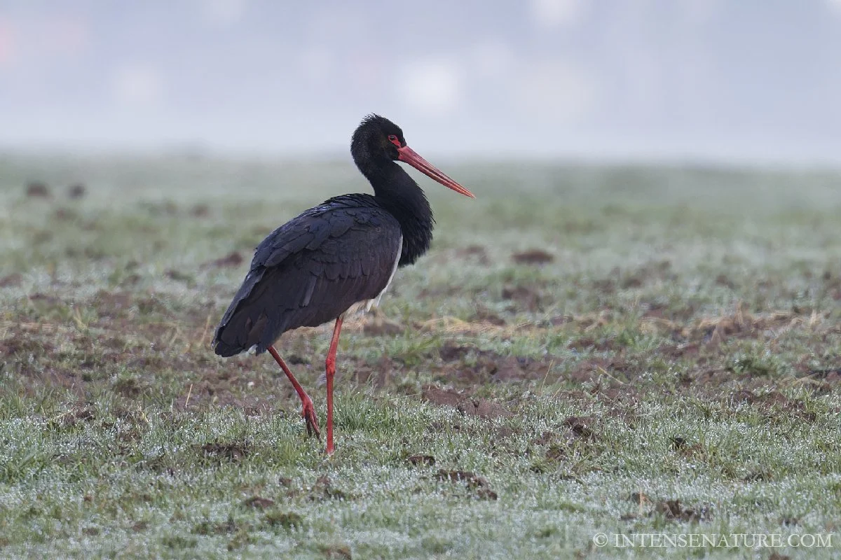 Ciconia nigra