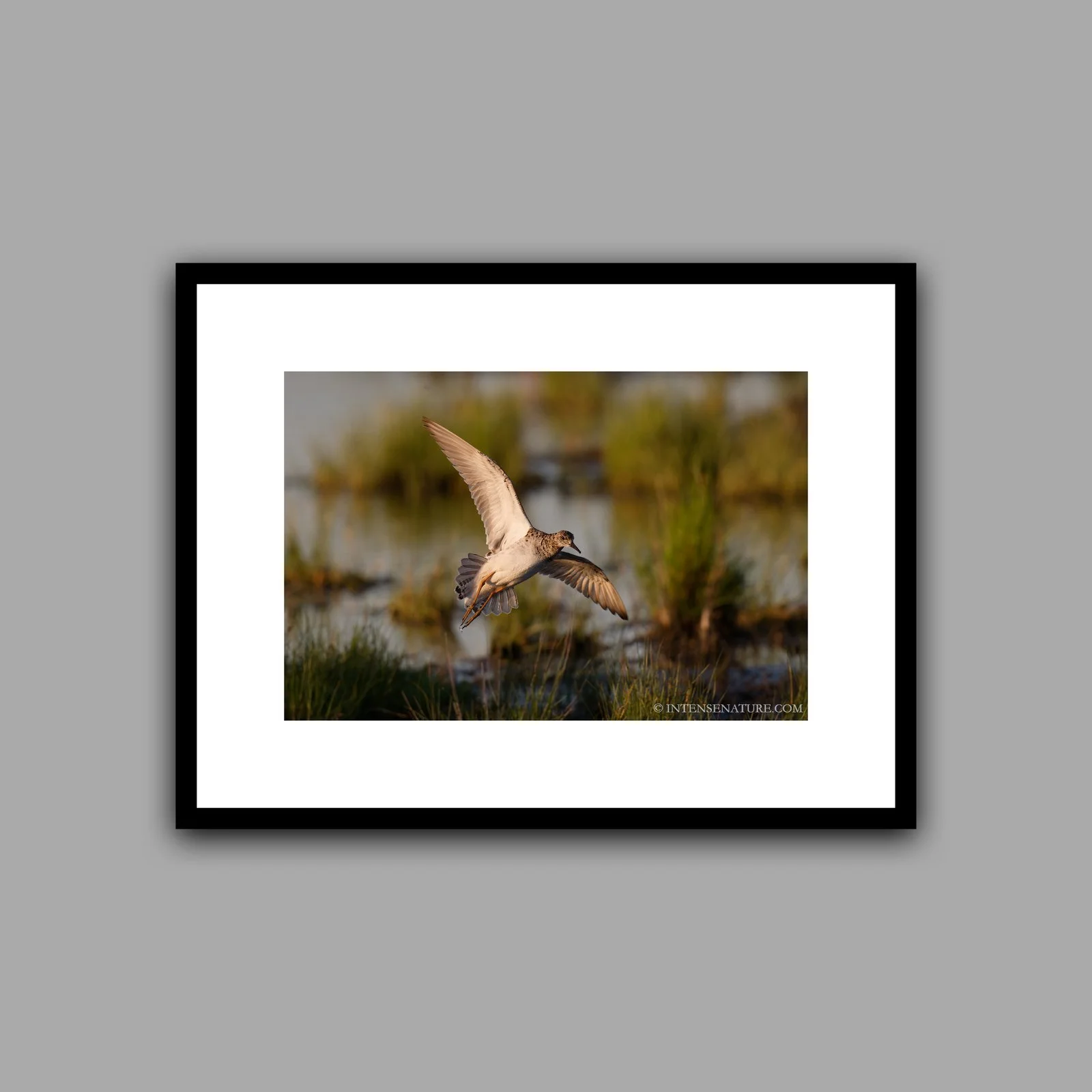Calidris pugnax (II)