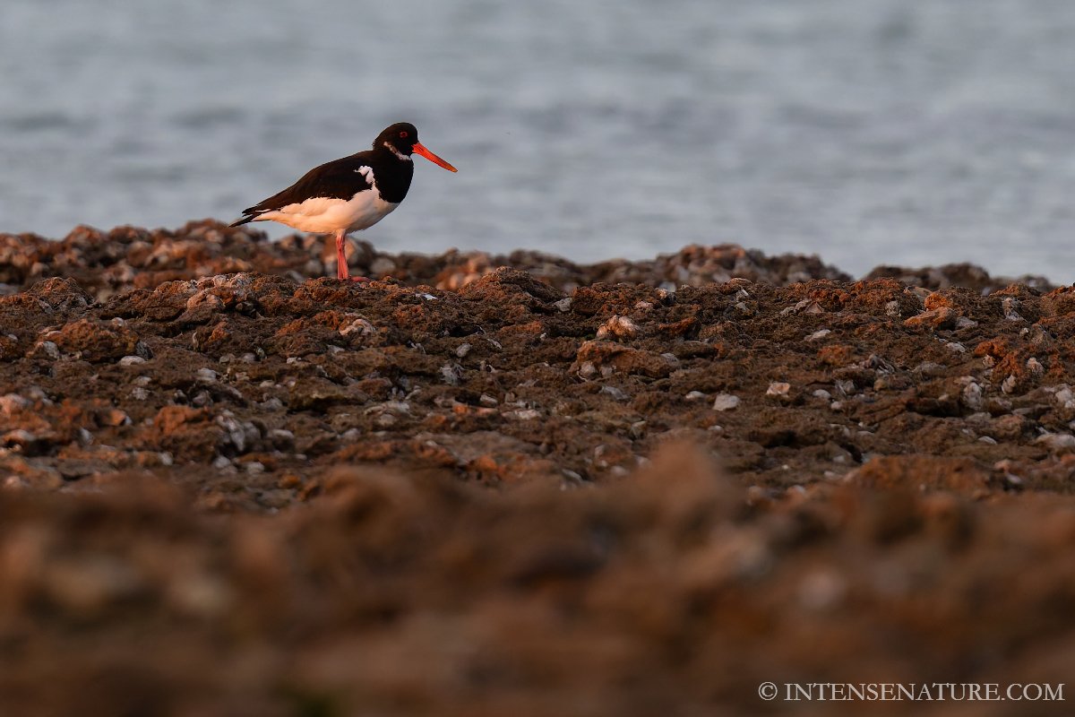 Haematopus ostralegus