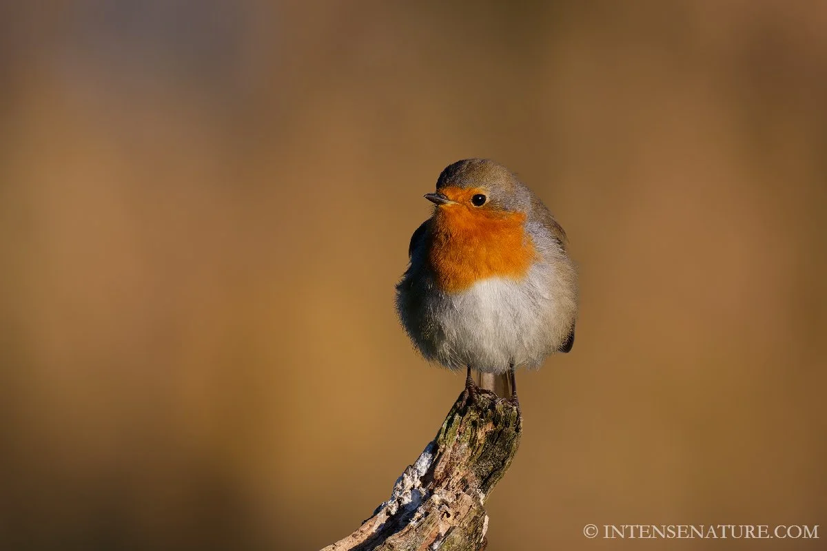 Erithacus rubecula