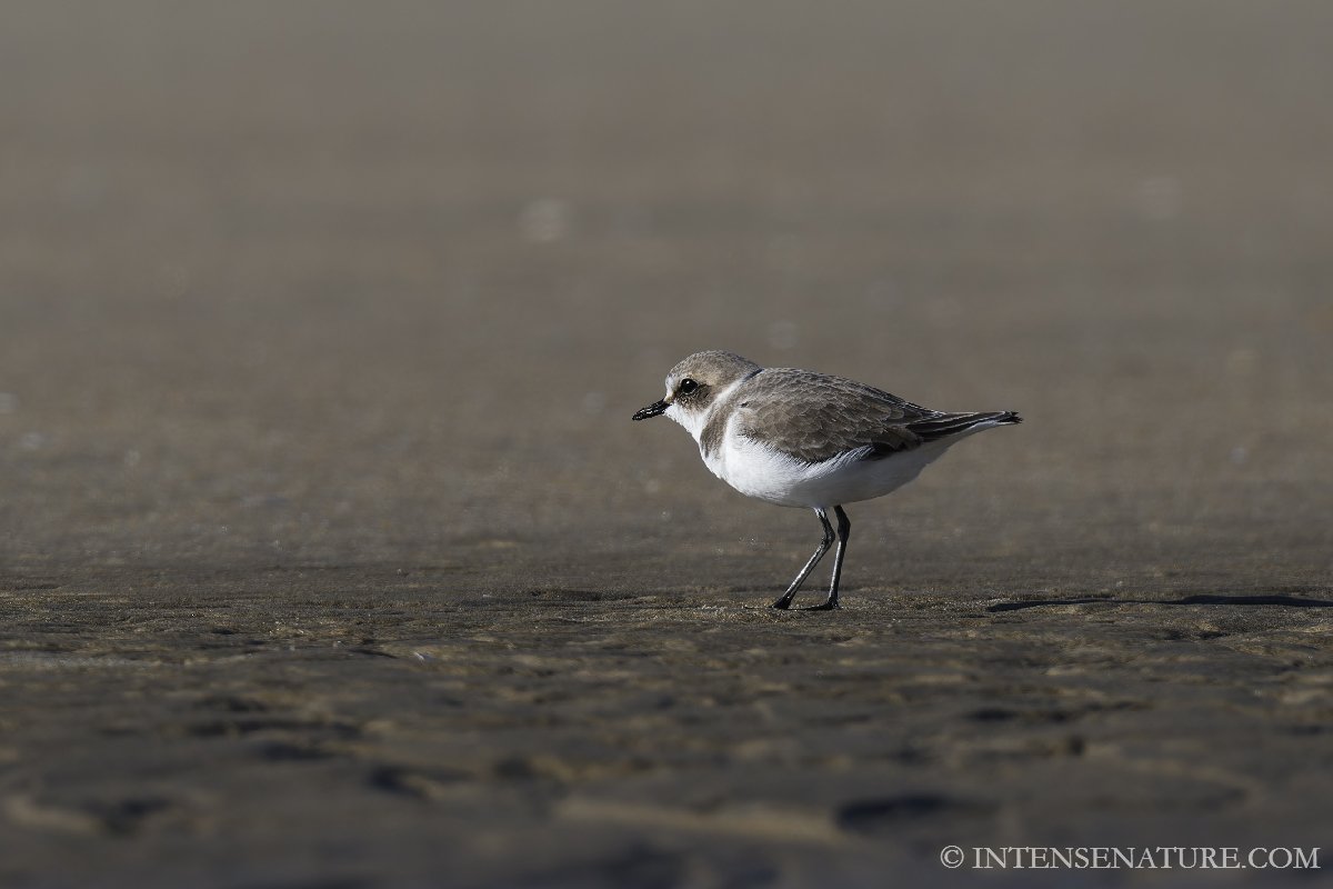 Tirage d'art oiseau Gravelot à collier interrompu (Anarhynchus alexandrinus) sur le sable - Intense Nature