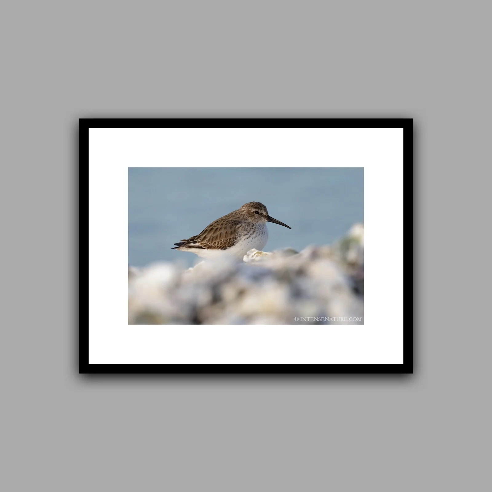 Calidris alpina (II)