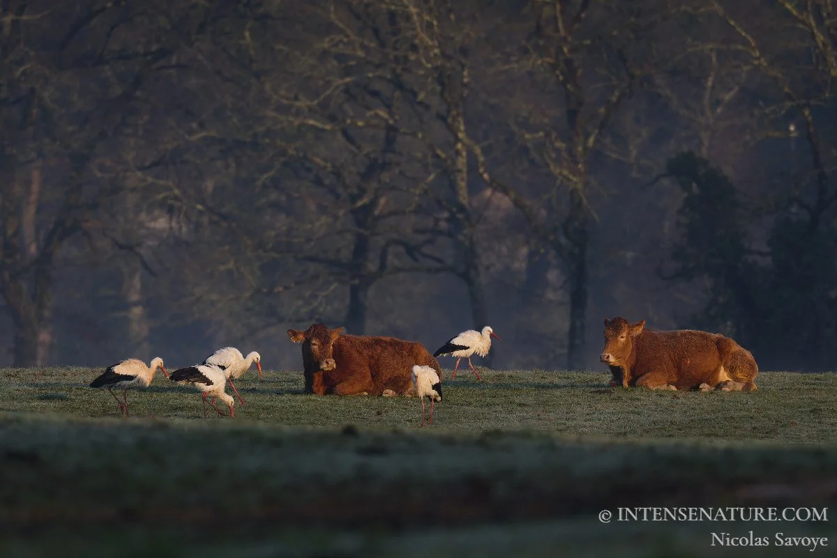 Tirage d'art Cigogne blanche et vaches (Ciconia ciconia) - Intense Nature