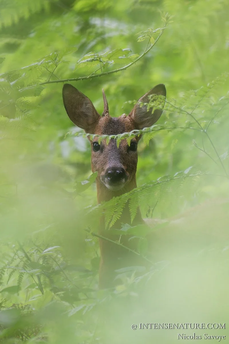 Tirage d'art portrait vertical d'un chevreuil brocard (Capreolus capreolus) caché au milieu des fougères vertes - IntenseNature