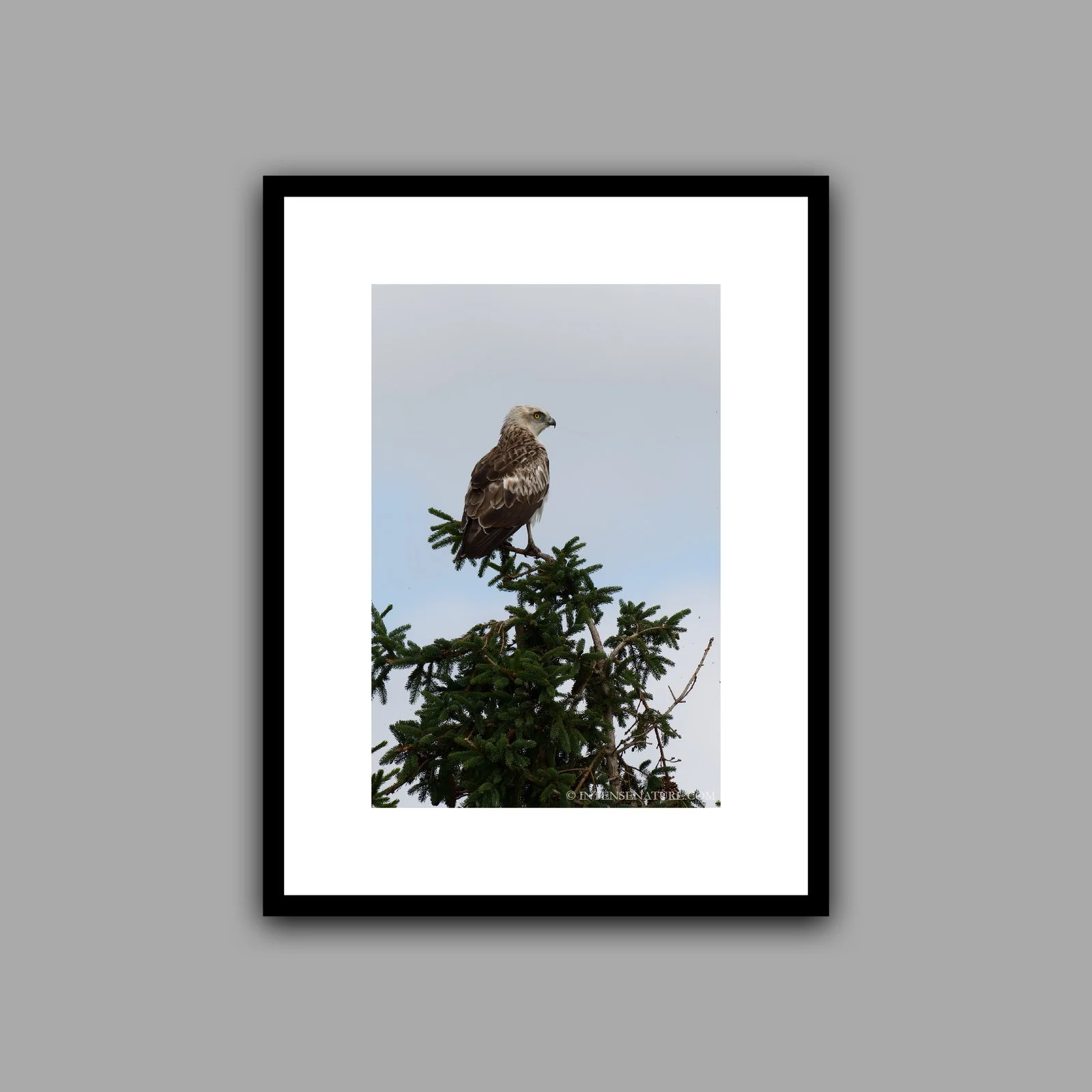 Circaetus gallicus (II)