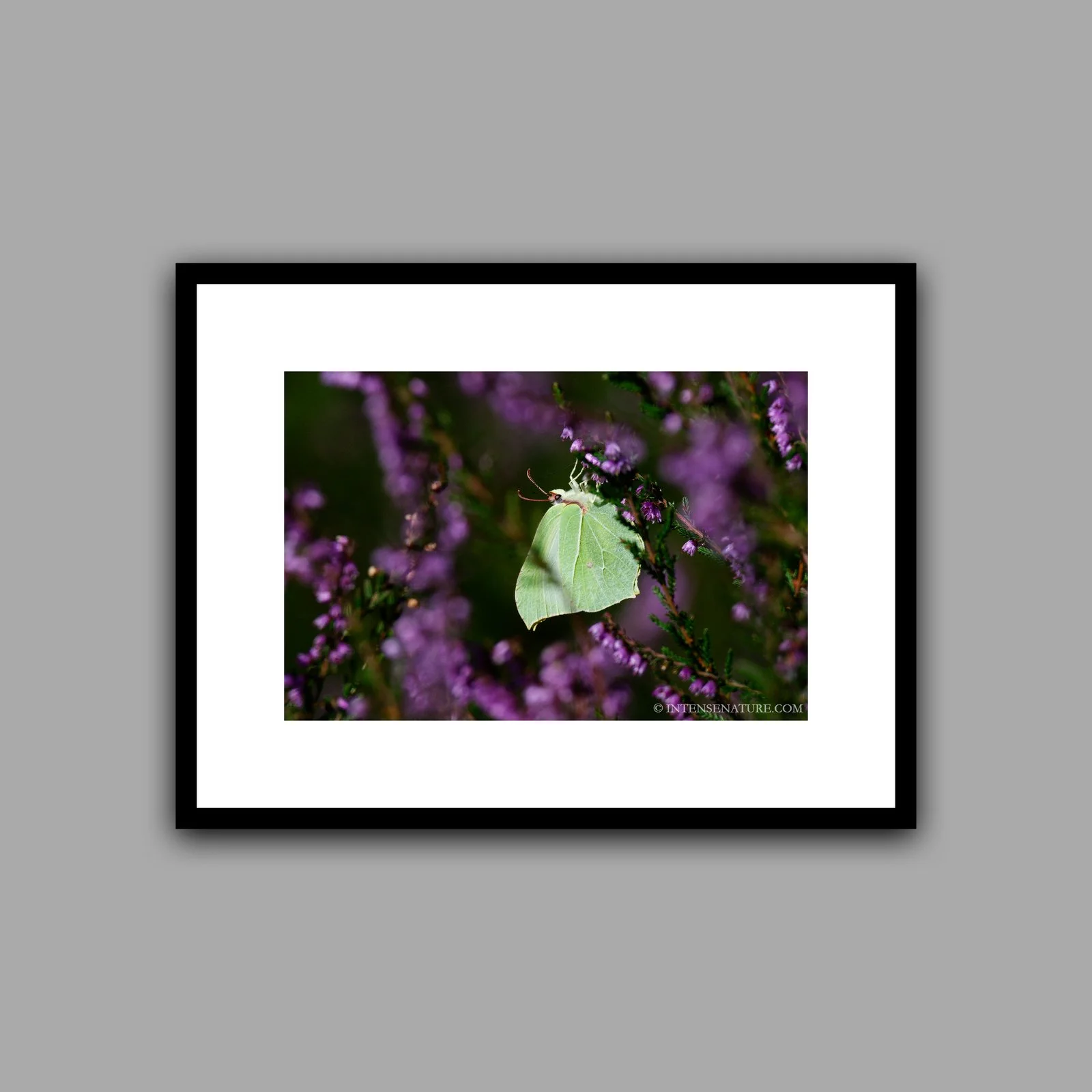 Gonepteryx rhamni