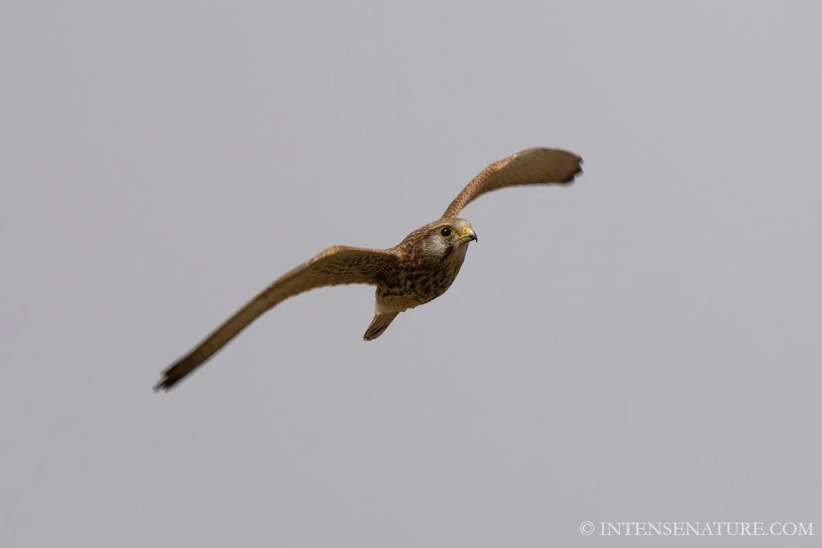 Tirage d'art Faucon crécerelle en vol (Falco tinnunculus) - Intense Nature