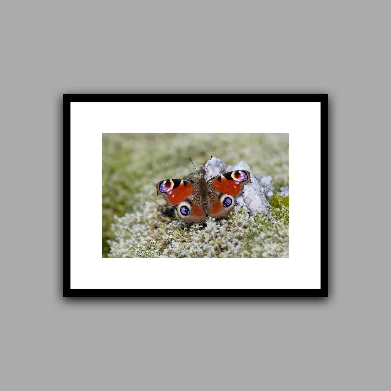Aglais io