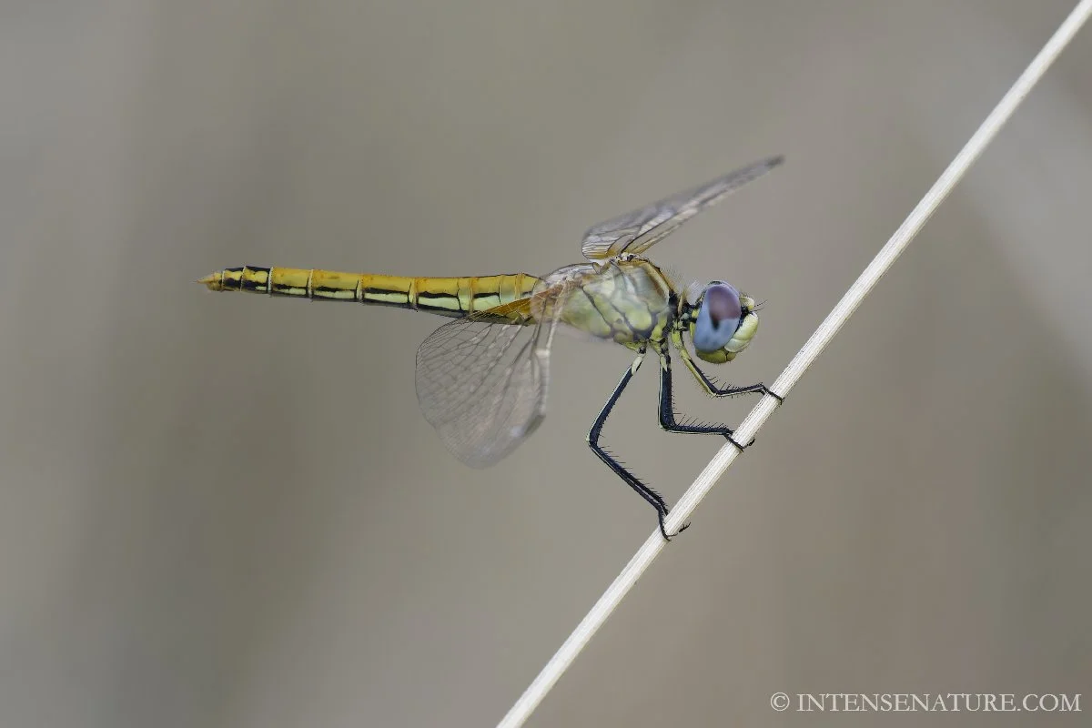 Tirage d'art libellule Sympétrum de Fonscolombe (Sympetrum fonscolombii) posée sur une tige - Intense Nature