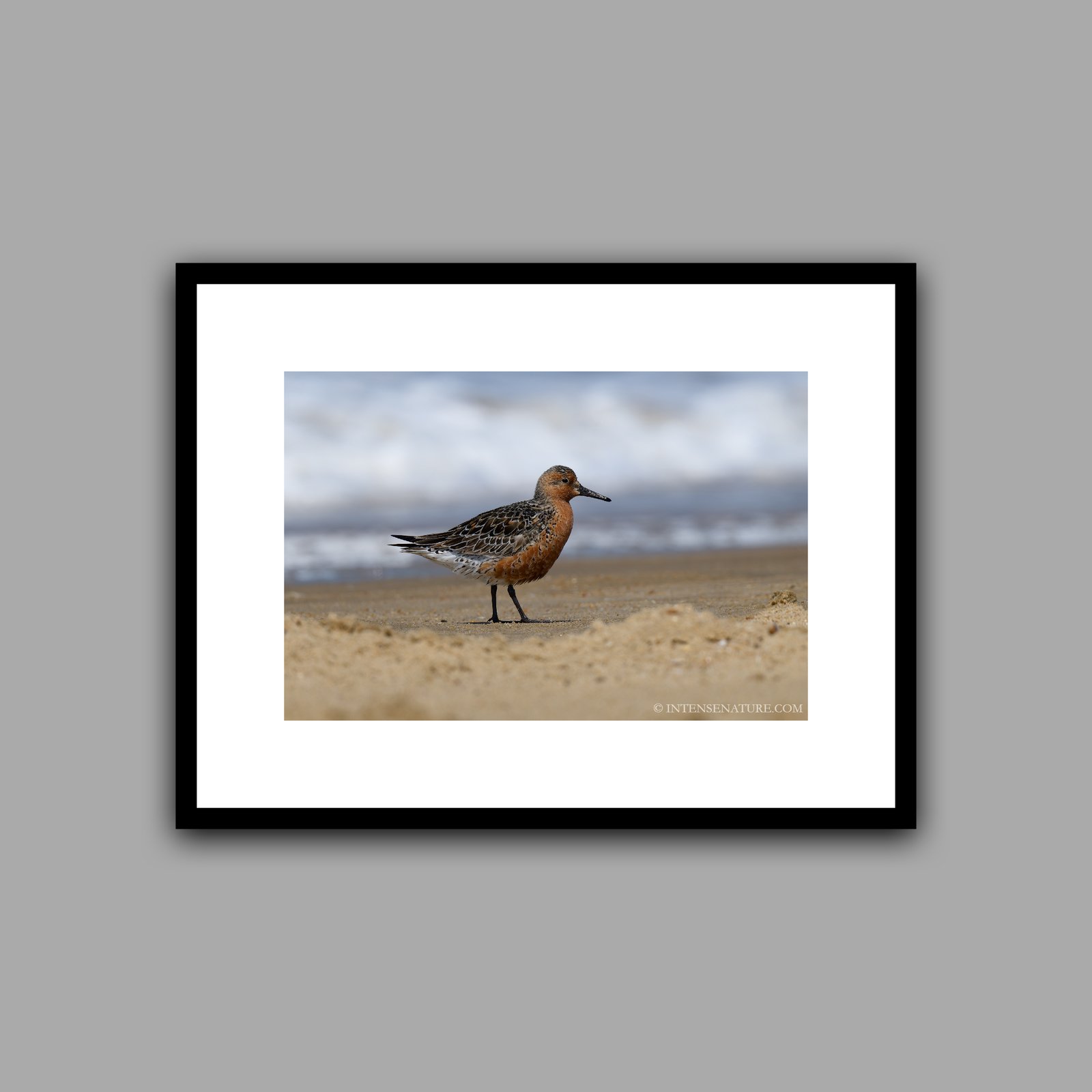 Calidris canutus