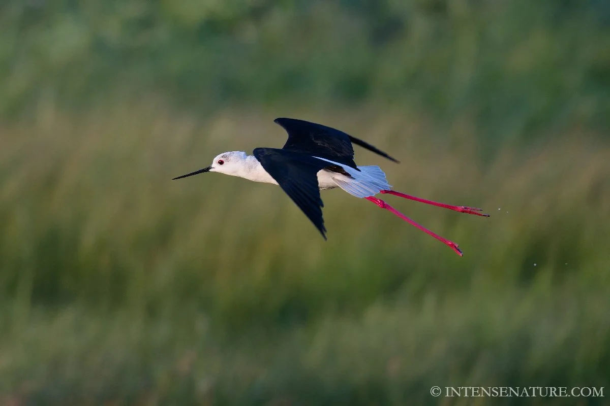 Tirage d'art Échasse blanche (Himantopus himantopus) - Intense Nature