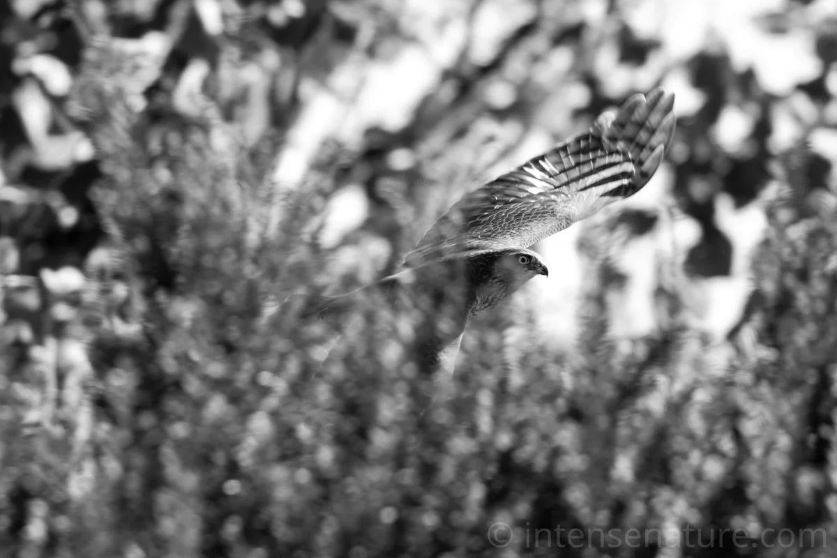 Accipiter Nisus