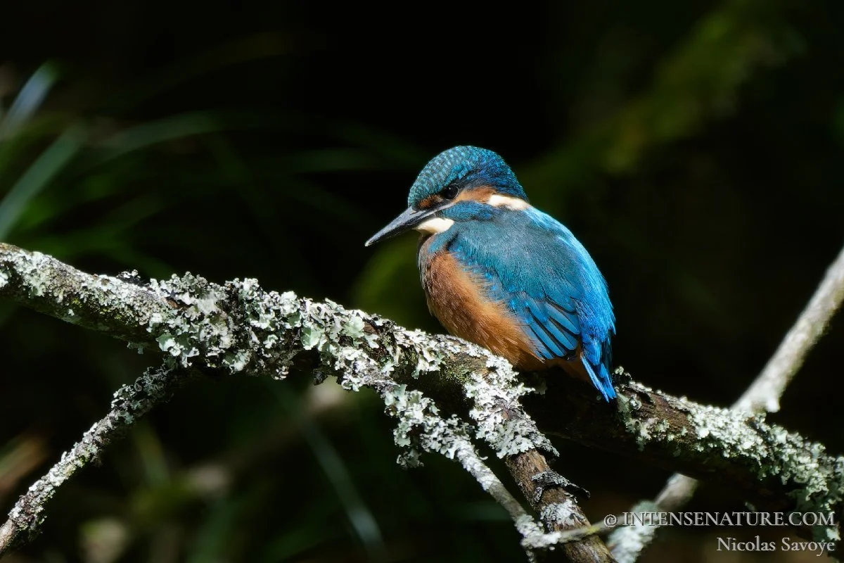 Tirage d'art oiseau Martin-pêcheur d'Europe (Alcedo atthis) posé sur une branche - Intense Nature