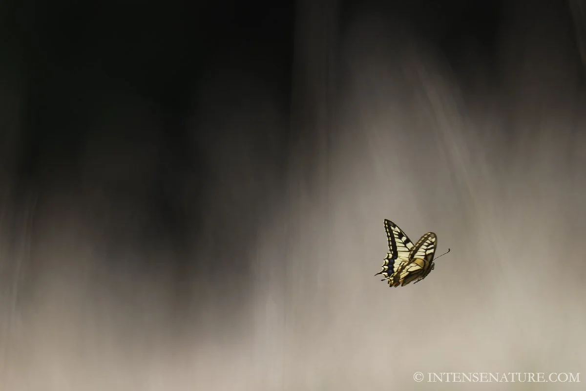 Papilio machaon