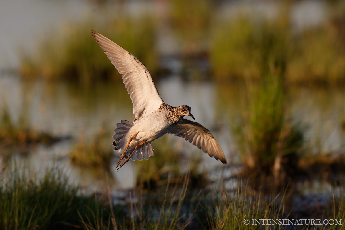 Calidris pugnax