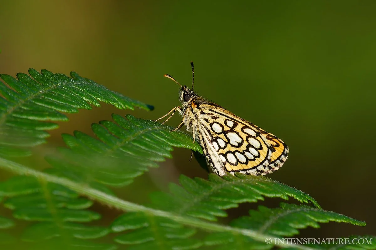 Tirage d'art papillon Miroir (Heteropterus morpheus) ocellé sur une feuille de fougère - Intense Nature