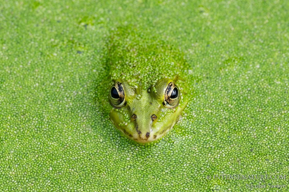 Pelophylax lessonae