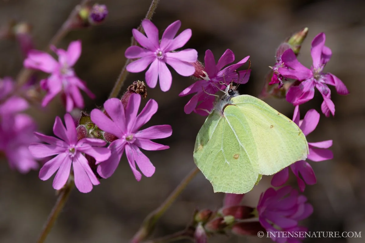 Gonepteryx rhamni II