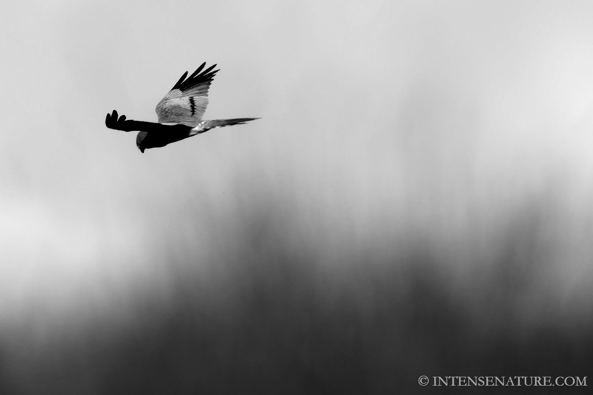 Tirage d'art Busard cendré (Circus pygargus) - Intense Nature