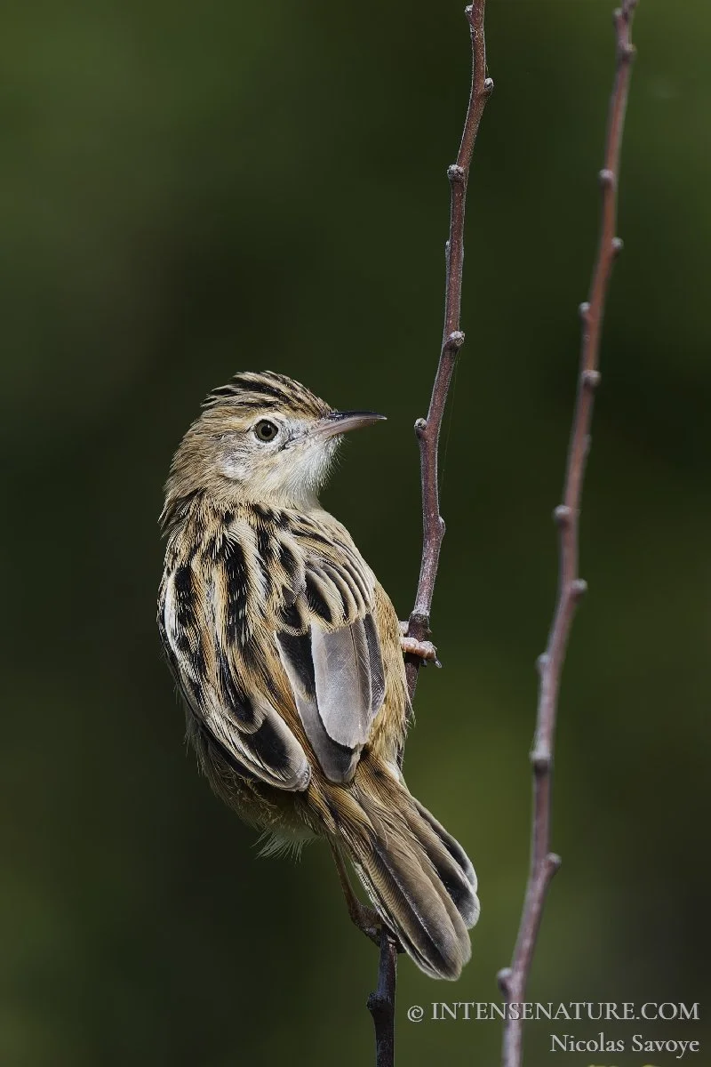 Cisticola juncidis