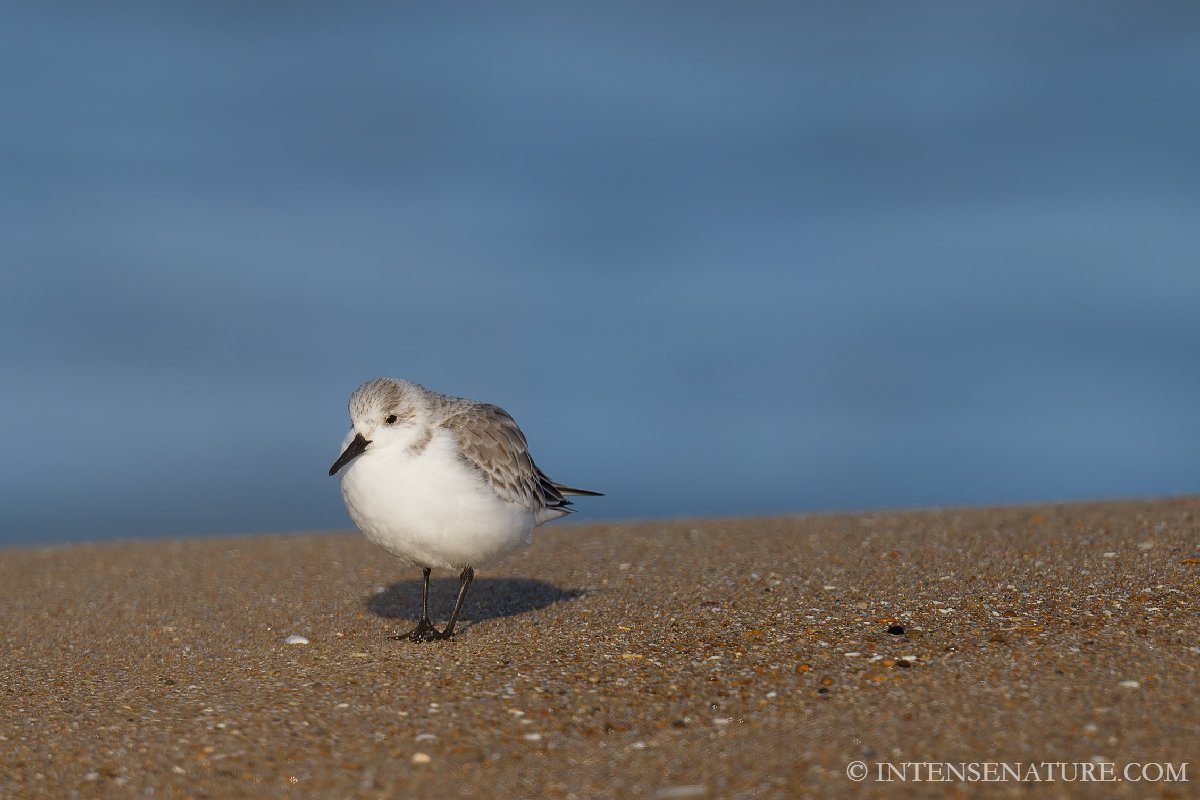 Calidris alba