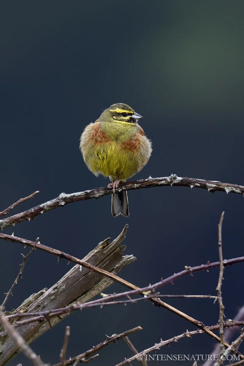 Tirage d'art Bruant zizi (Emberiza cirlus) - Intense Nature