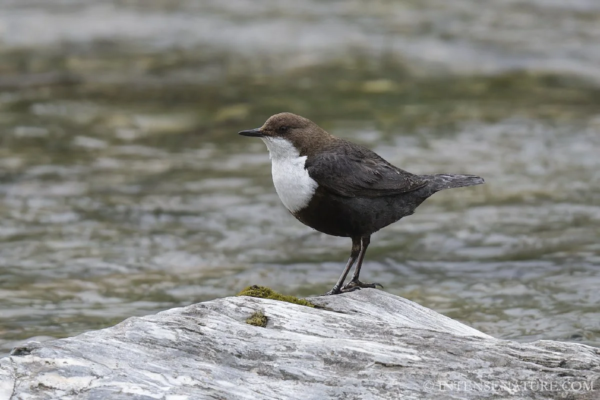 Tirage d'art oiseau Cincle plongeur (Cinclus cinclus) sur un rocher - Intense Nature