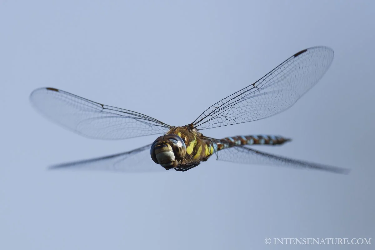 Aeshna mixta