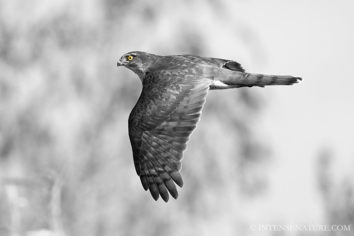 Tirage d'art Épervier d'Europe en vol (Accipiter nisus) - Intense Nature