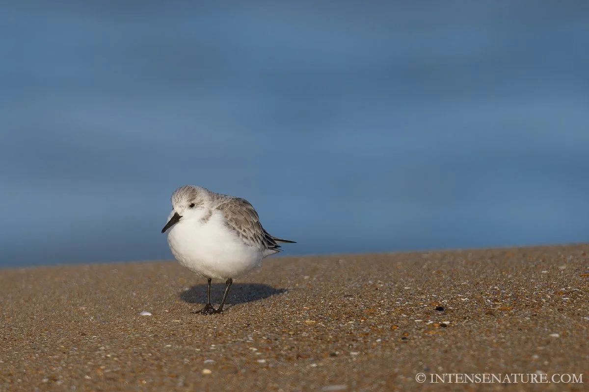 Tirage d'art Bécasseau sanderling sur la plage (Calidris alba) - Intense Nature