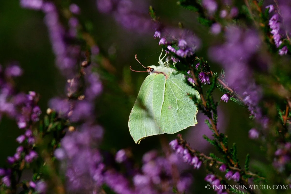 Gonepteryx rhamni